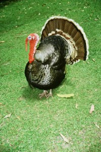 Turkey, Thanksgiving, John Silva, The Fix-It Professionals